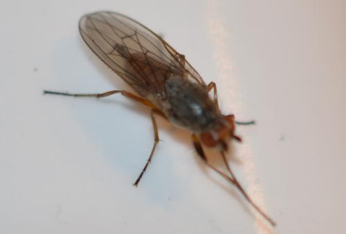 Réf. 249 072 : Tephrochlamys rufiventris